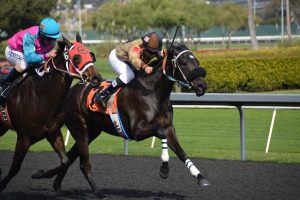 Successful sports betting